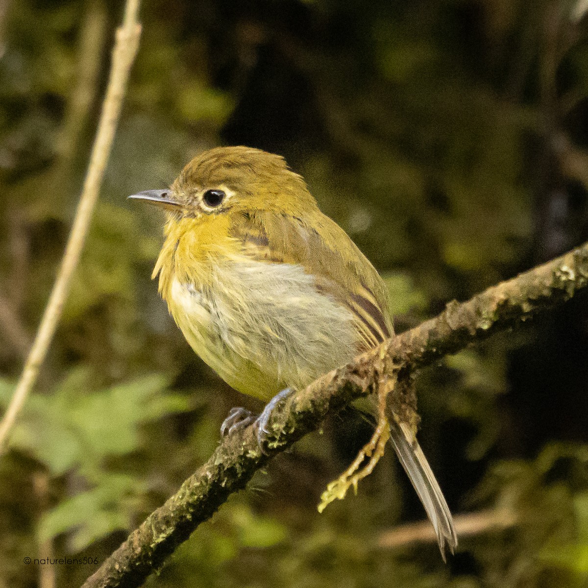 Yellowish Flycatcher - ML466804061