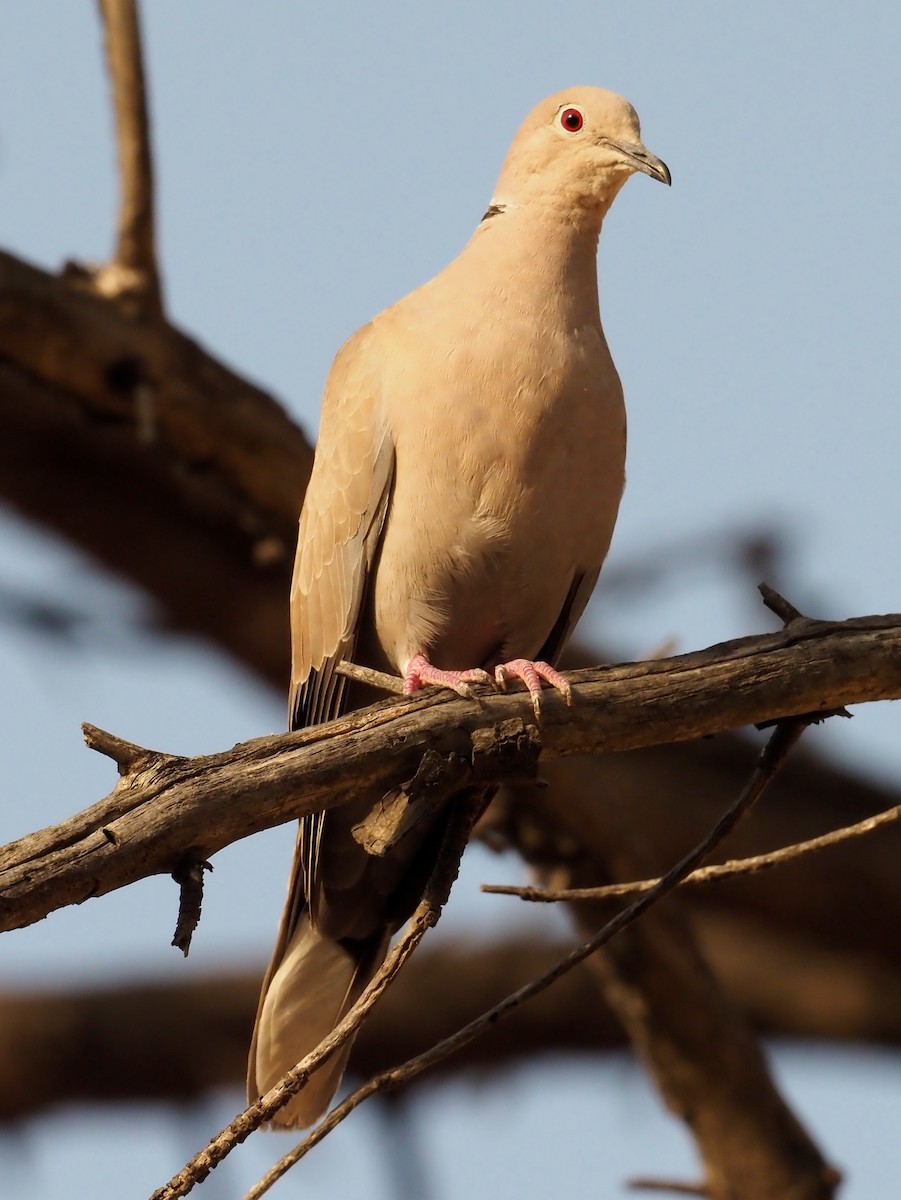 Eurasian Collared-Dove - Nick  Kontonicolas