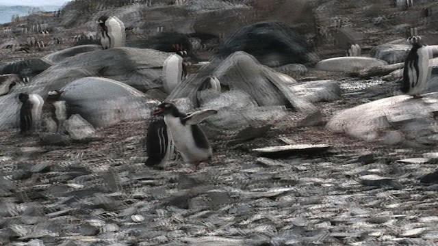 tučňák oslí - ML466805