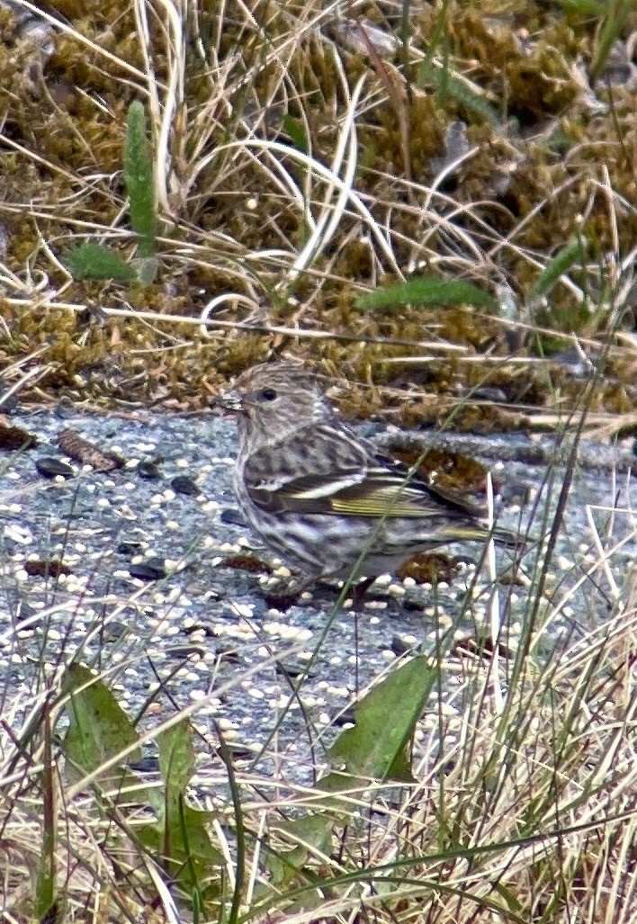 Pine Siskin - ML466805141