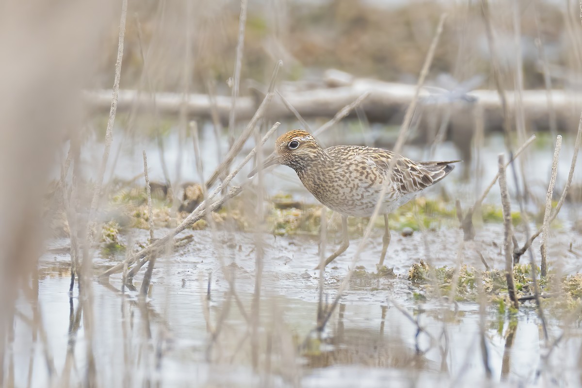 Sharp-tailed Sandpiper - Liang XU