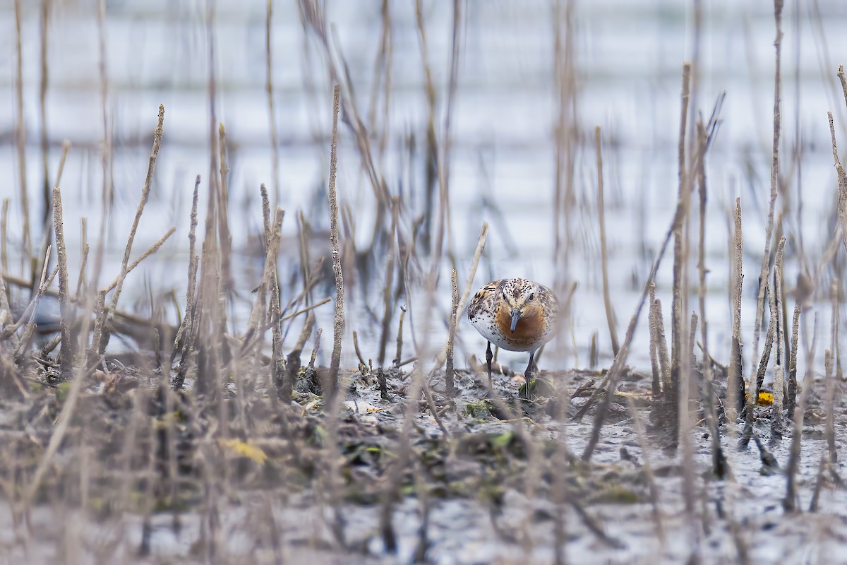 Red-necked Stint - ML466805651