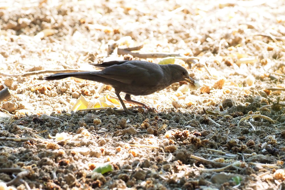 Eurasian Blackbird - Nick  Kontonicolas