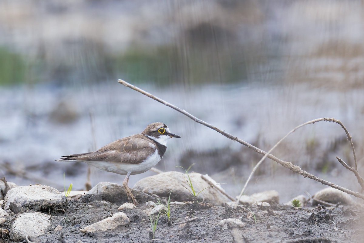 Little Ringed Plover - Liang XU