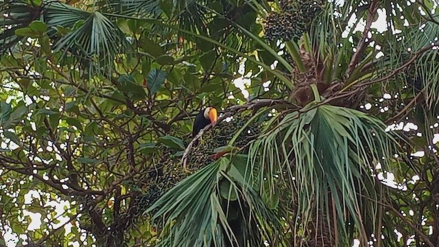 Toucan toco - ML466806181