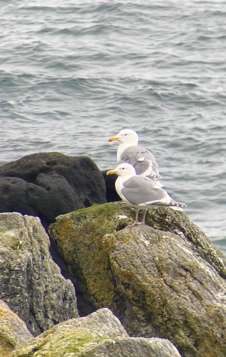 Glaucous-winged Gull - Sam Brayshaw