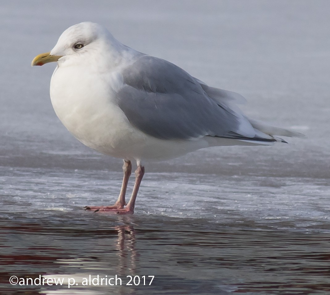 Iceland Gull (kumlieni/glaucoides) - andrew aldrich