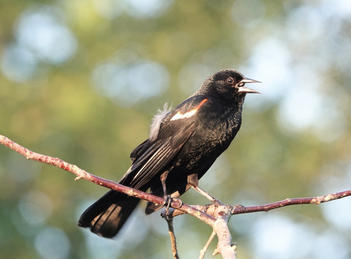 Red-winged Blackbird - ML466807301