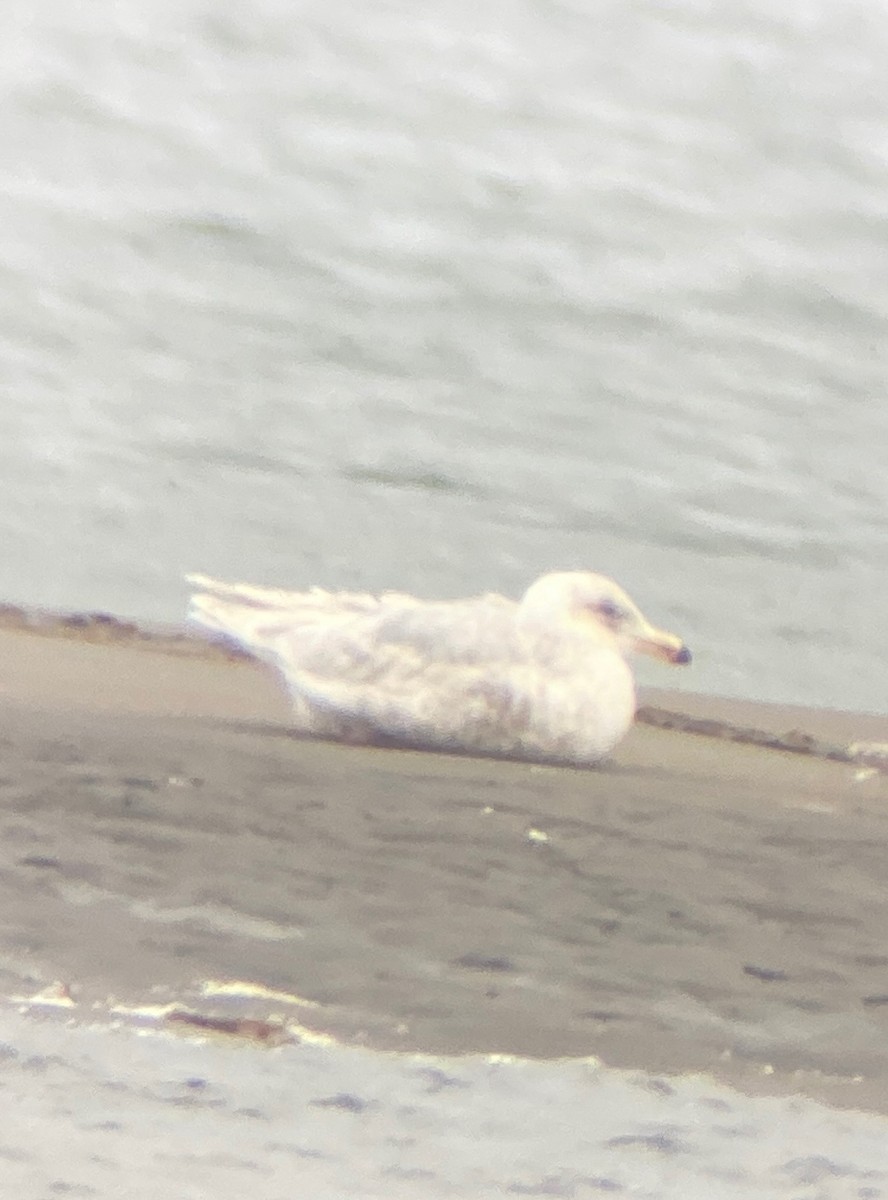 Glaucous-winged Gull - Sam Brayshaw