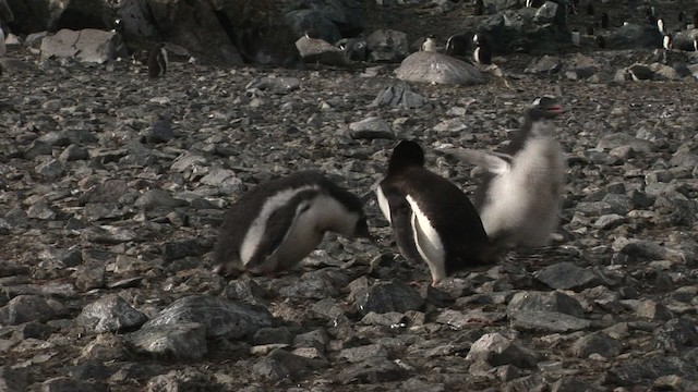 tučňák oslí - ML466808