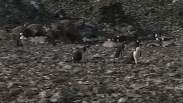 Ослиный пингвин - ML466809