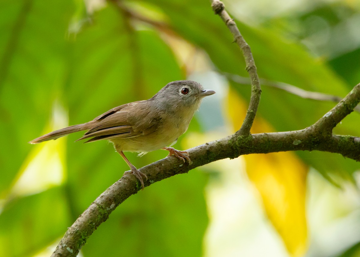 Yunnan Fulvetta - Ayuwat Jearwattanakanok