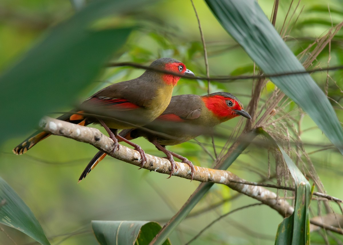 Scarlet-faced Liocichla - ML466810641