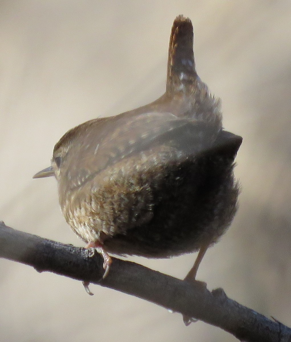 Winter Wren - Rich Hoyer