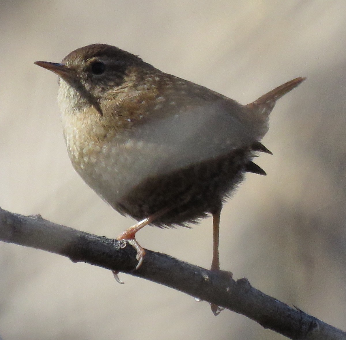 Winter Wren - Rich Hoyer