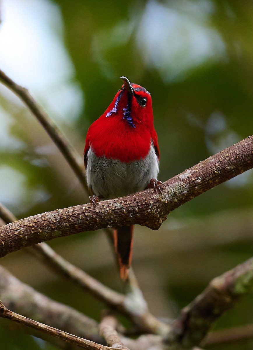 Temminck's Sunbird - ML466812801