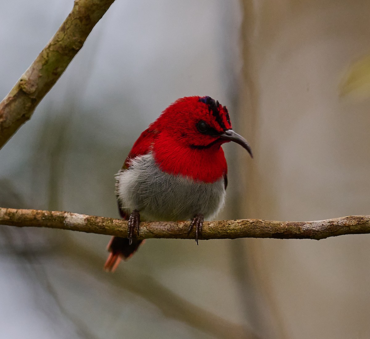 Temminck's Sunbird - ML466812851