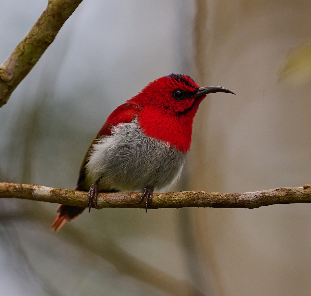 Temminck's Sunbird - ML466812861