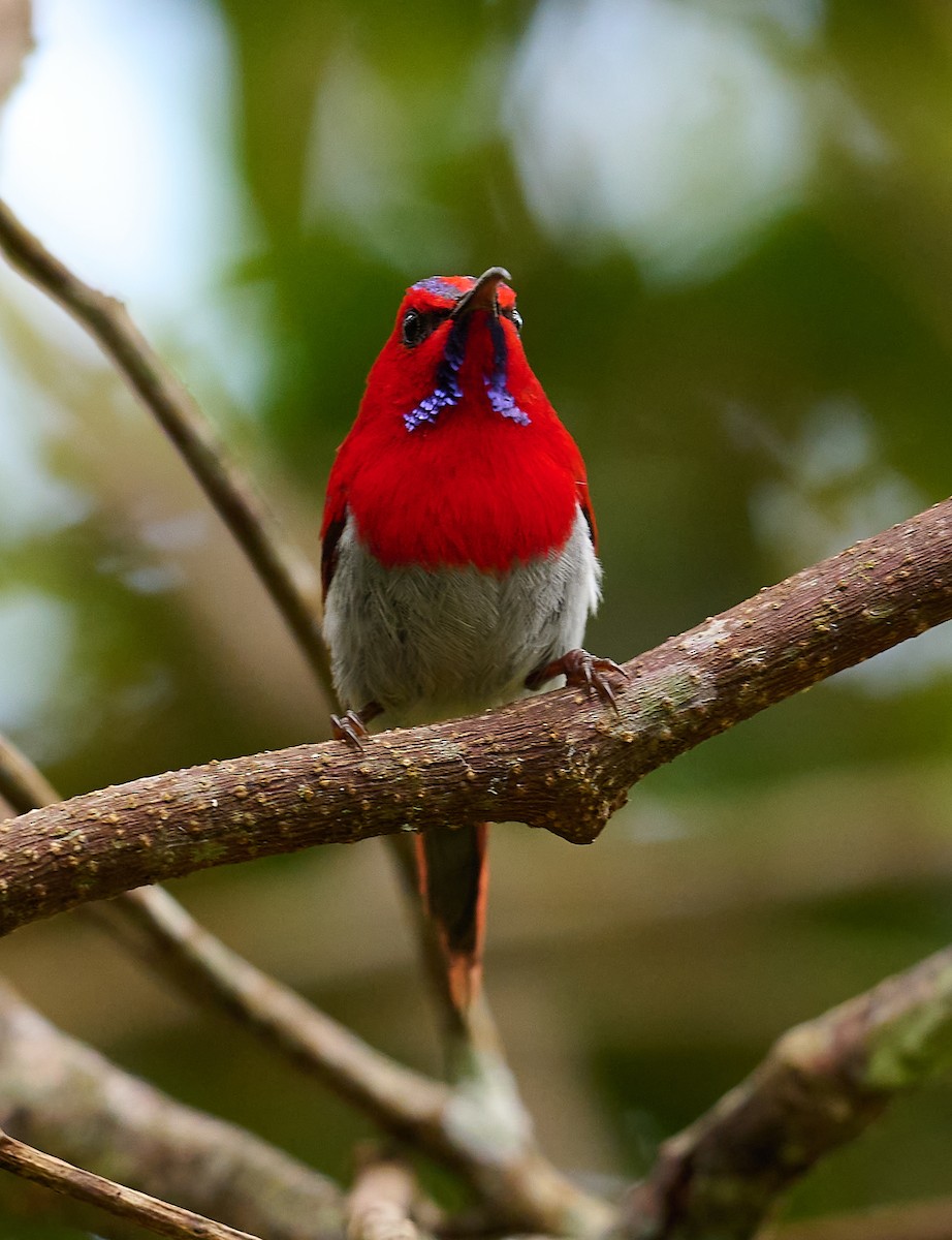 Temminck's Sunbird - ML466812881