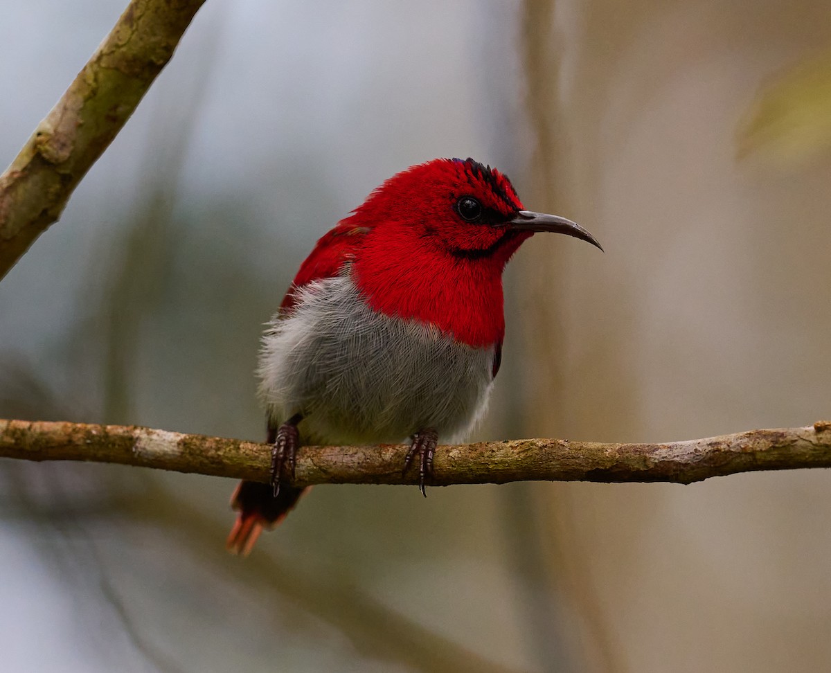 Temminck's Sunbird - ML466812891
