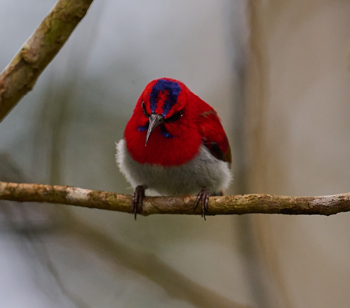 Temminck's Sunbird - Simon van der Meulen