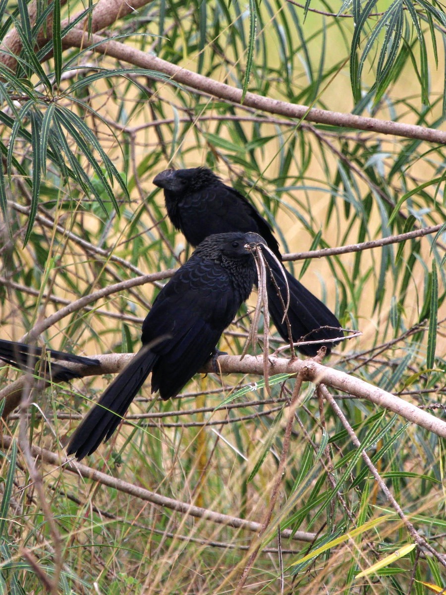 Smooth-billed Ani - ML466812941