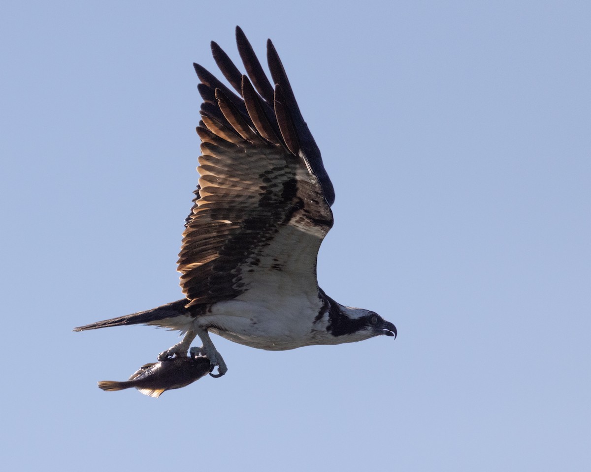 Águila Pescadora - ML466813331