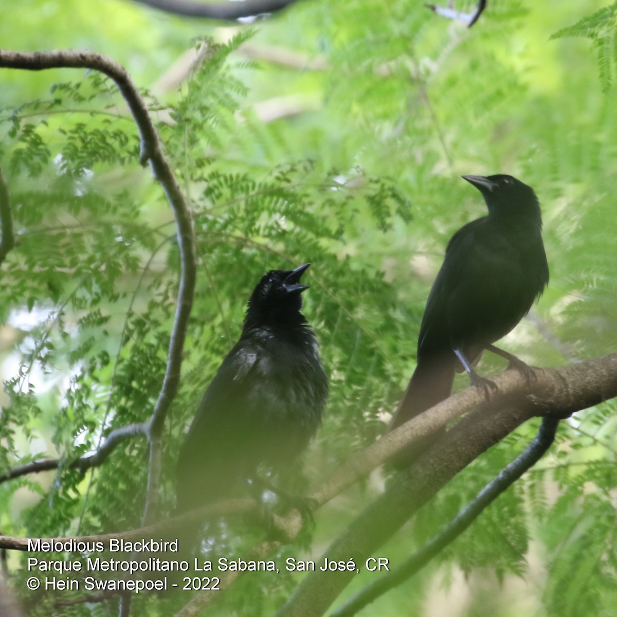 Melodious Blackbird - Hendrik Swanepoel