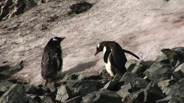 Gentoo Penguin - ML466817