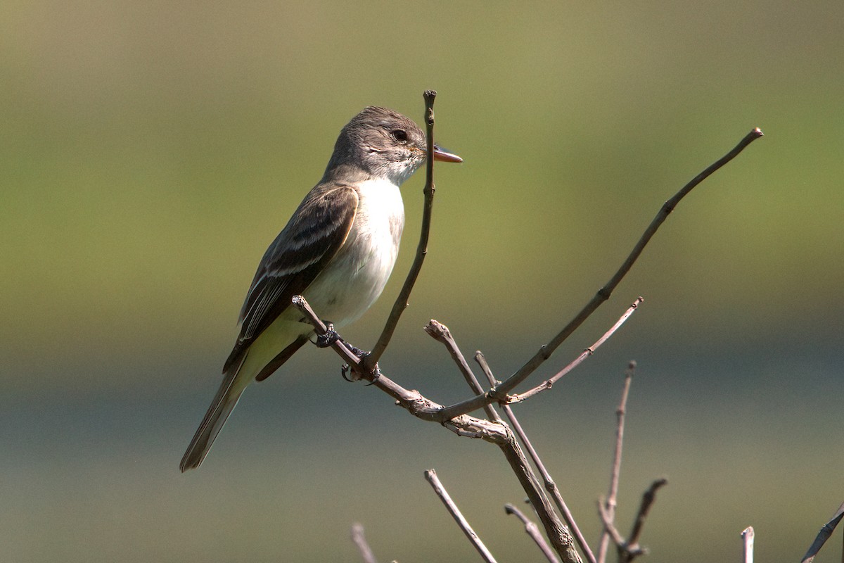 Willow Flycatcher - ML466817591