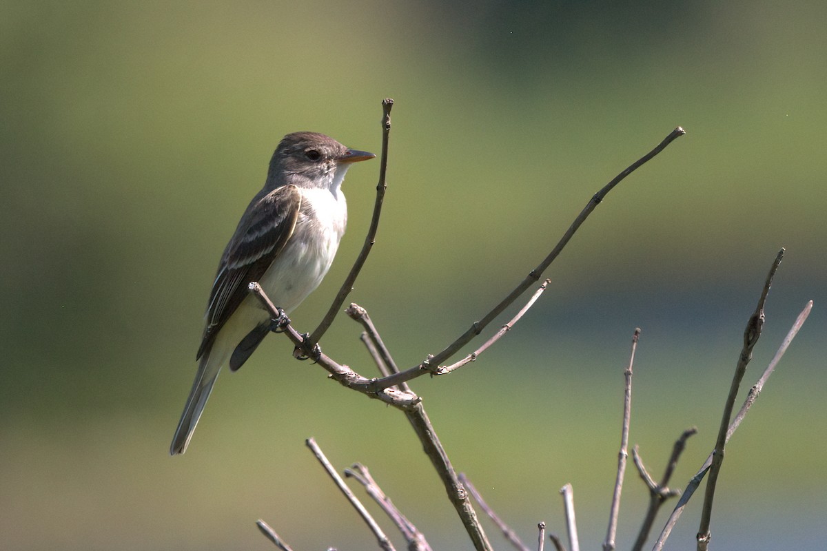 Willow Flycatcher - ML466817661