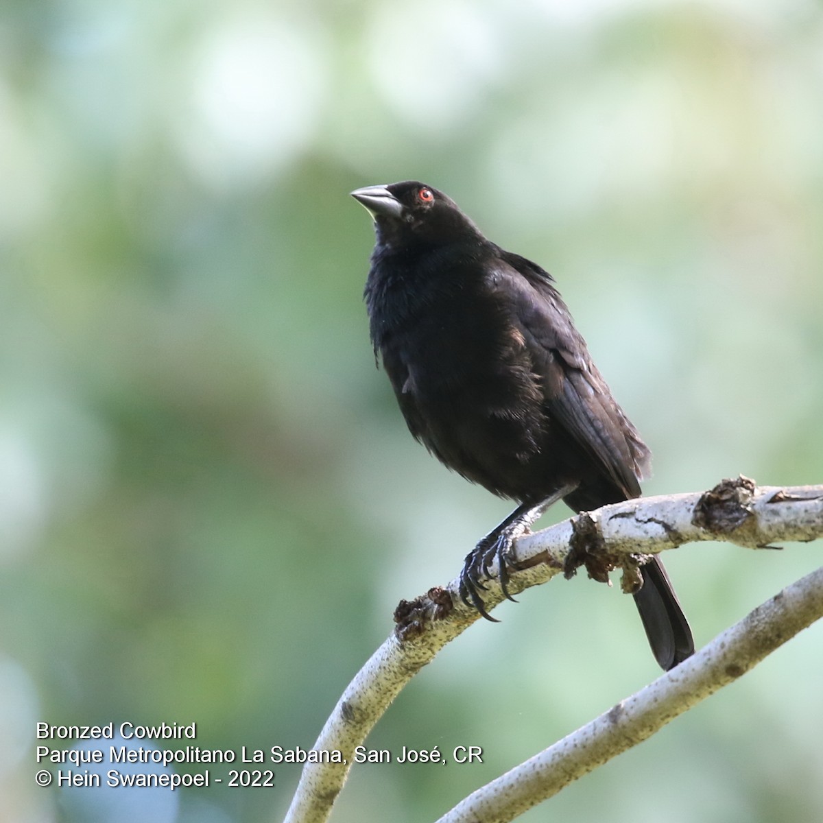 Bronzed Cowbird - ML466817781