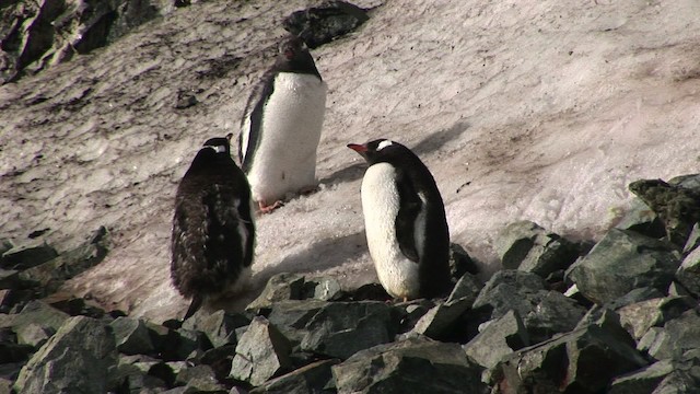 Gentoo Penguin - ML466818