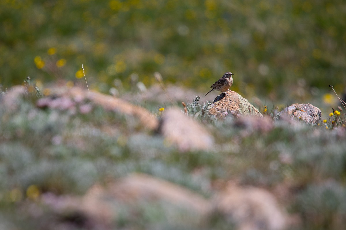 American Pipit - ML466818311