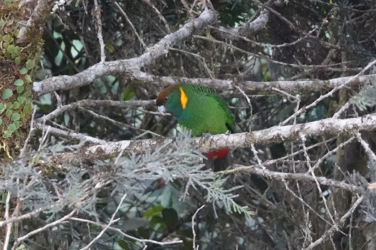 Painted Tiger-Parrot (Snow Mountains) - ML466819021