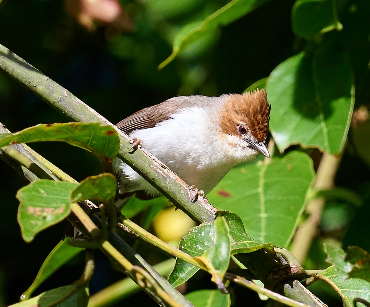 Chestnut-crested Yuhina - ML466819031