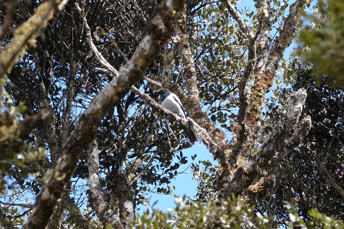 Hooded Cuckooshrike - ML466819111