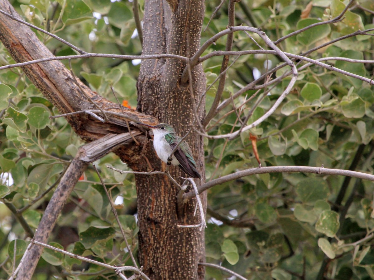 White-bellied Hummingbird - ML466819861