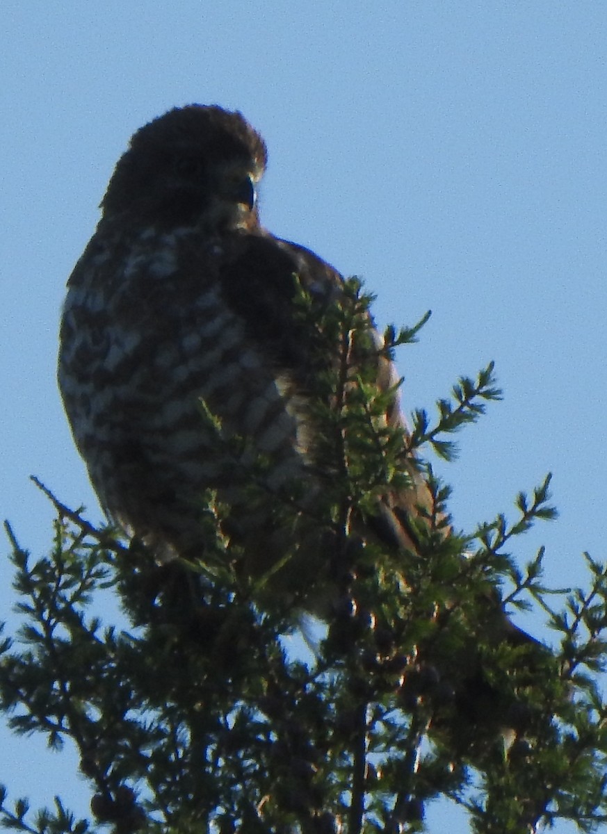 Broad-winged Hawk - ML466820161