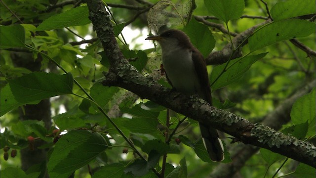 Yellow-billed Cuckoo - ML466821