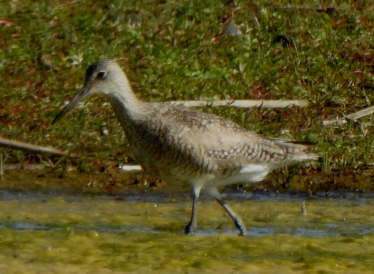 Willet (Western) - ML466821401