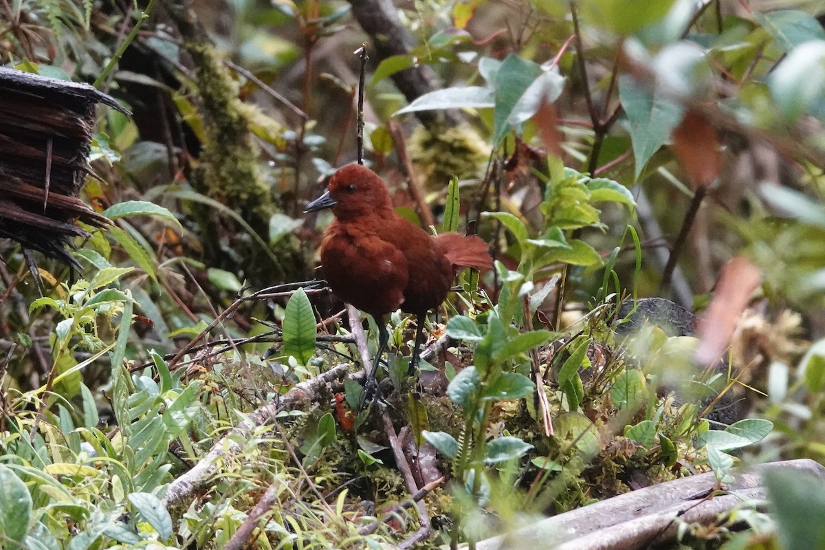 Chestnut Forest Rail - ML466822631