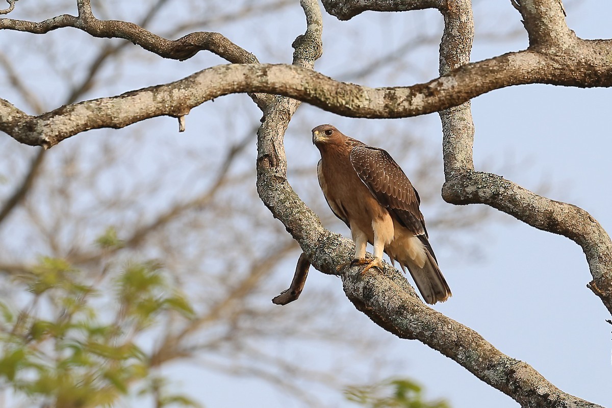 Bonelli's Eagle - Gaurang Bagda