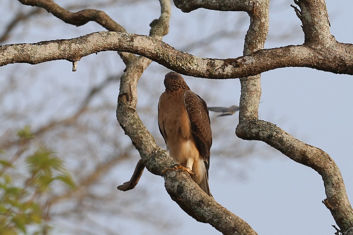 Bonelli's Eagle - Gaurang Bagda