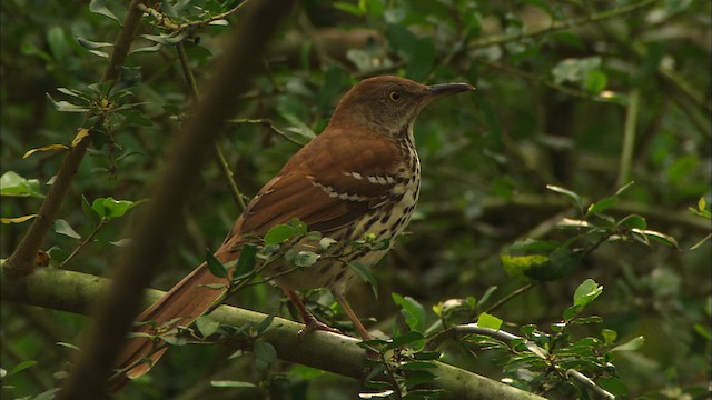 Brown Thrasher - ML466824