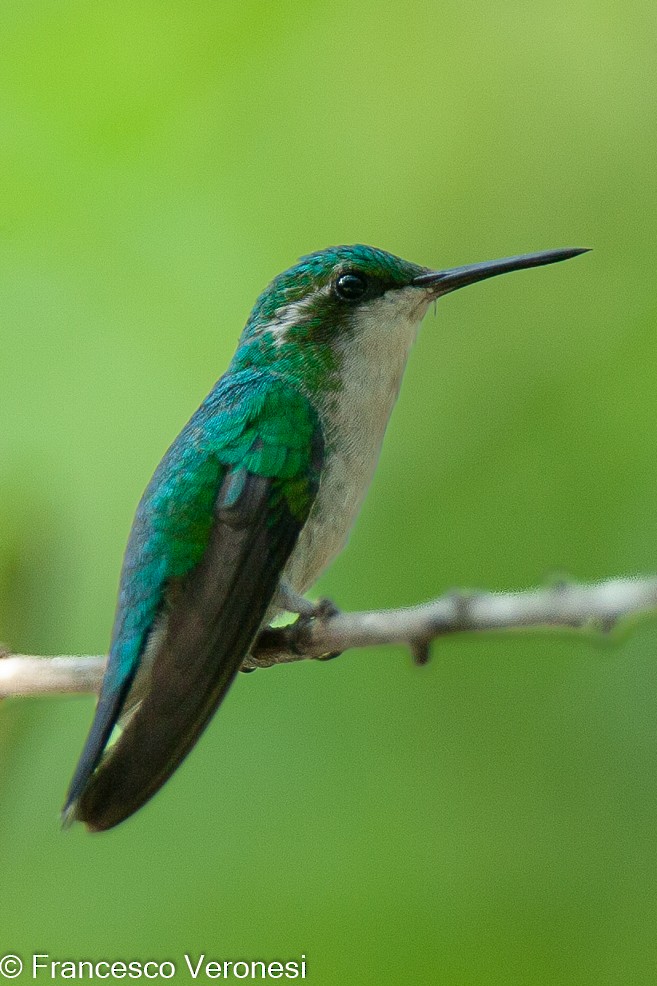 Garden Emerald - Francesco Veronesi