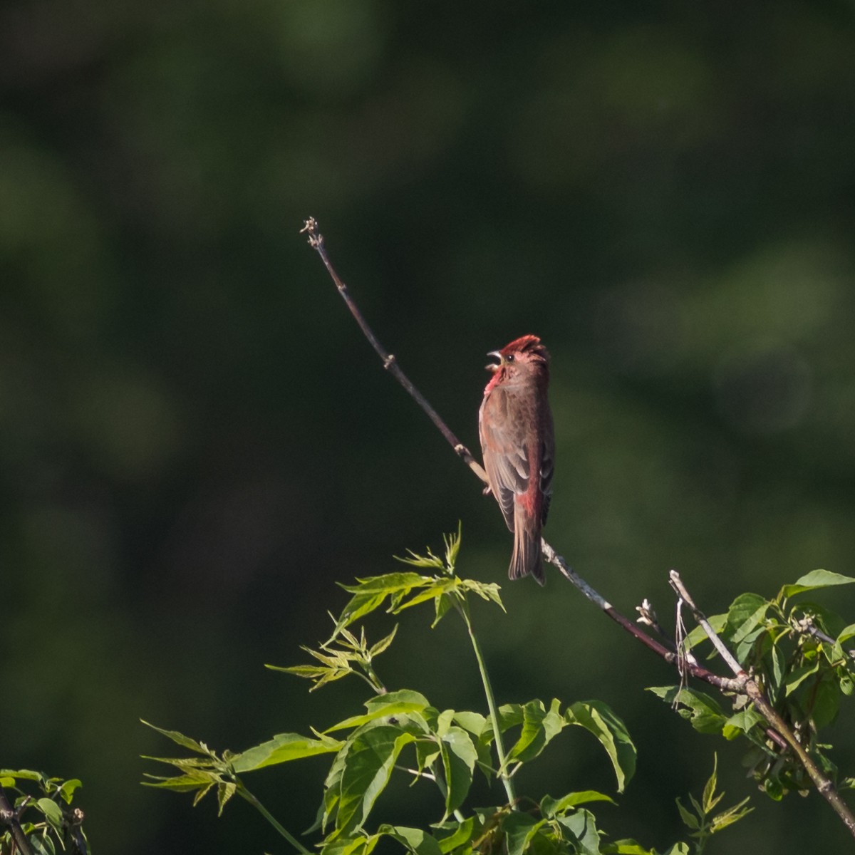 Common Rosefinch - ML466825201