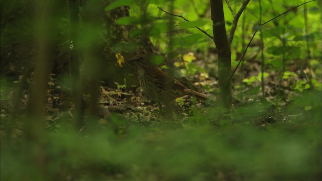 Brown Thrasher - ML466826