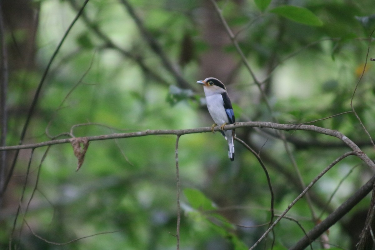 Silver-breasted Broadbill - ML466827751