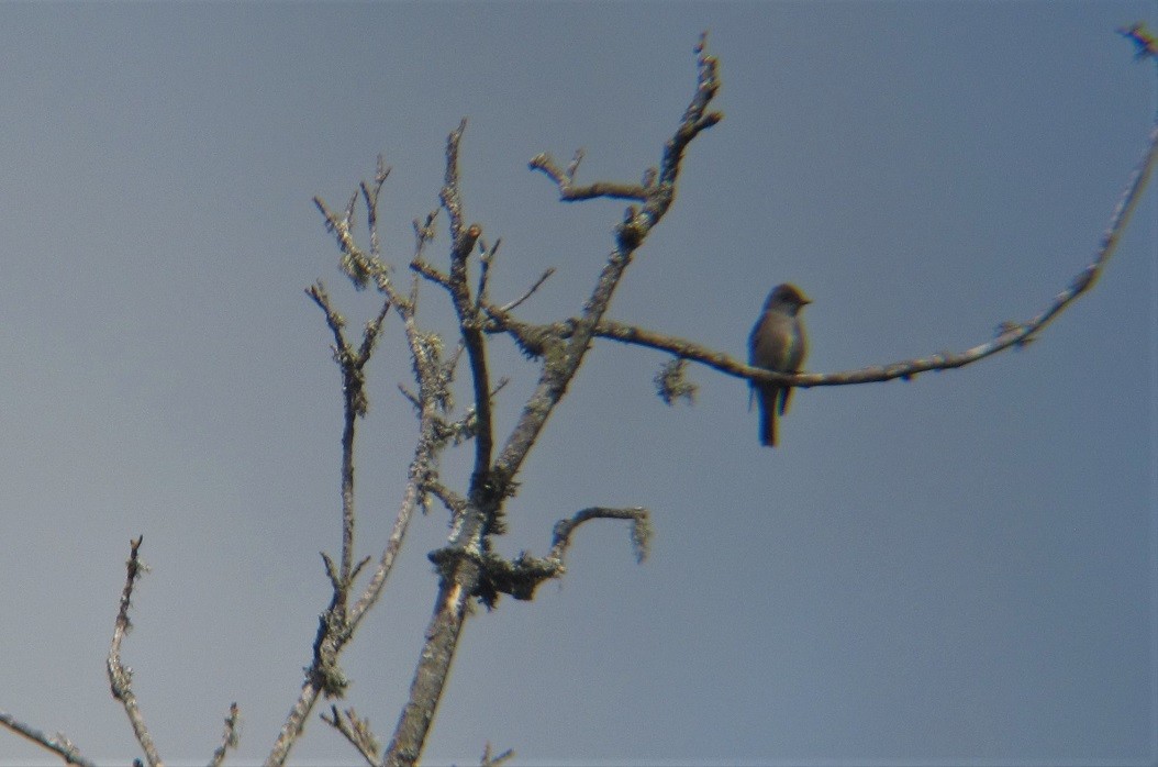 Western Wood-Pewee - ML466828431